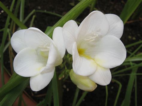 freesia flowers south africa.